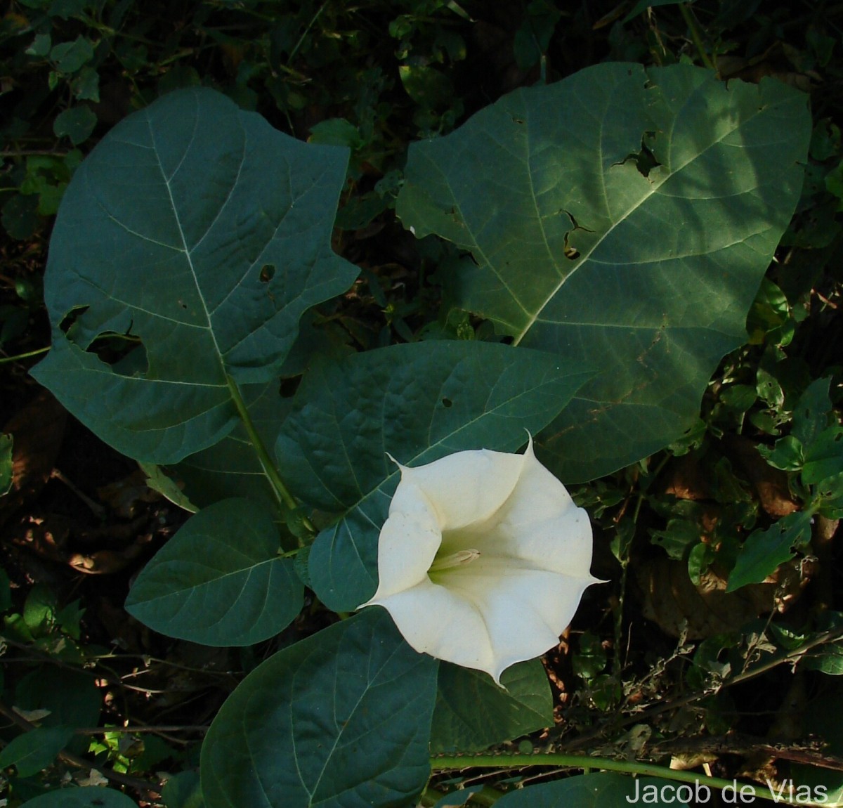 Datura metel L.